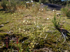 Drosera gigantea