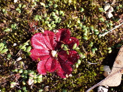 Drosera rosulata