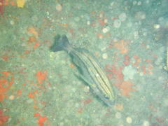 Pomadasys striatus