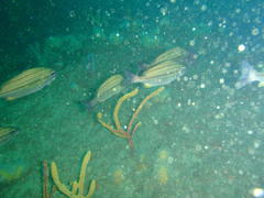 Pomadasys striatus