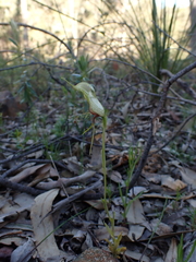 Pterostylis barbata