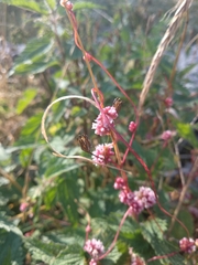 Cuscuta europaea