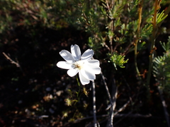 Drosera heterophylla