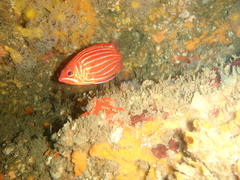 Sargocentron diadema