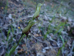 Pterostylis barbata