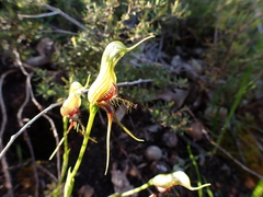 Pterostylis barbata