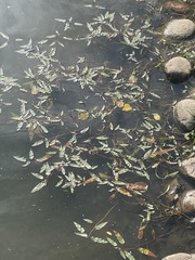Persicaria amphibia