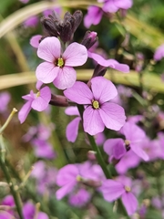 Hesperis matronalis
