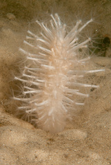 Veretillidae