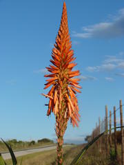 Aloe pluridens