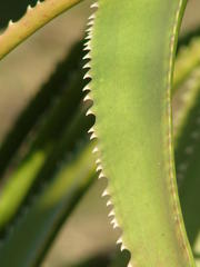 Aloe pluridens