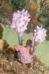 Halisarca australiensis