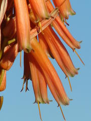 Aloe pluridens