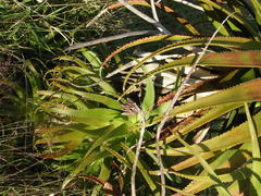 Aloe pluridens