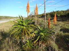 Aloe pluridens