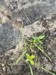 Veronica stricta stricta