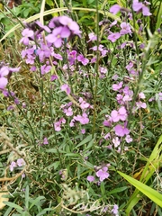 Hesperis matronalis