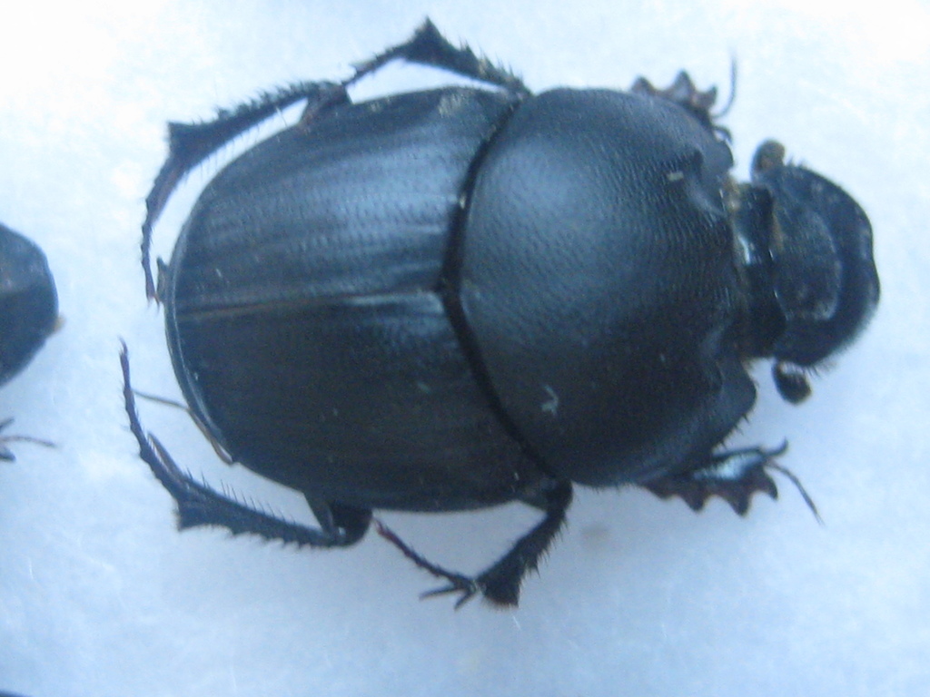 Onthophagus vitulus