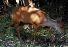 Cephalophorus natalensis natalensis