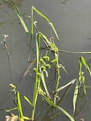Sparganium erectum