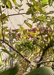 Coereba flaveola