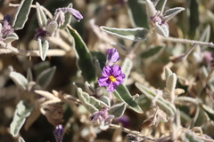 Solanum ellipticum