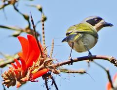 Telophorus olivaceus