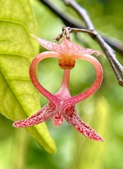 Pseuduvaria luzonensis