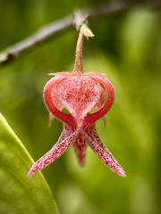 Pseuduvaria luzonensis