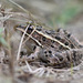 photo of Northern Leopard Frog (Lithobates pipiens)