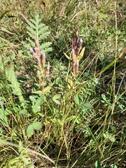 Gentianella auriculata