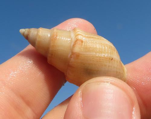 Bullia annulata