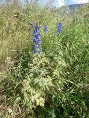 Delphinium cultorum