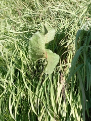 Rumex aquaticus