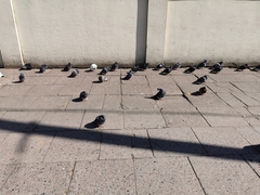 Columba livia domestica
