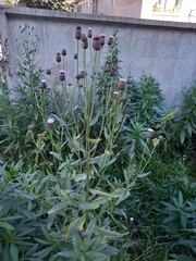 Cirsium arvense