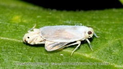 Akotropis