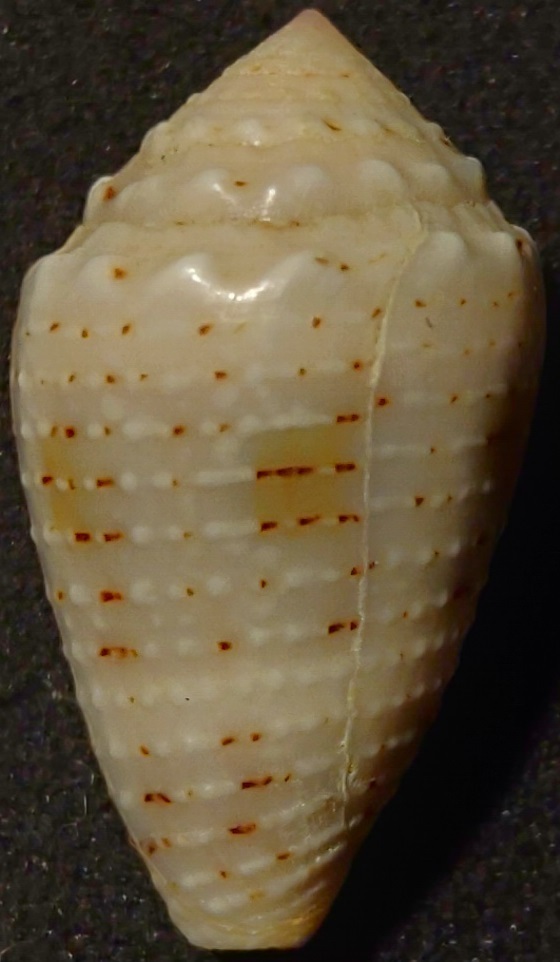 Conus aristophanes