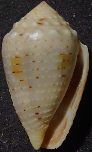 Conus aristophanes G.B.Sowerby II, 1857