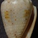 Conus aristophanes - Photo (c) MarcusStigwan, some rights reserved (CC BY-SA)