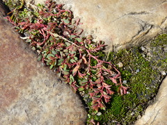 Euphorbia humifusa