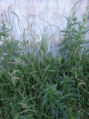 Elymus repens
