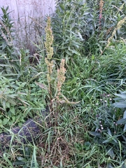 Rumex aquaticus