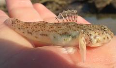 Caffrogobius saldanha