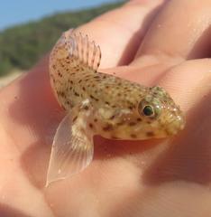Caffrogobius saldanha