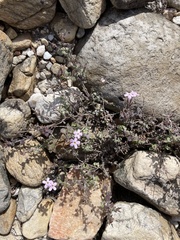 Jamesbrittenia microphylla