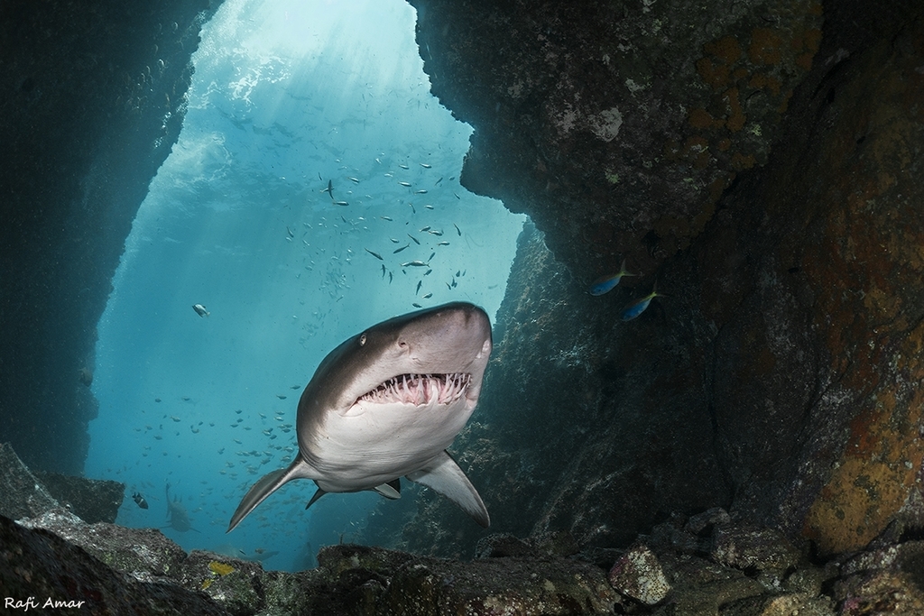 Foto de Tiburón Arenero (Odontaspis taurus)