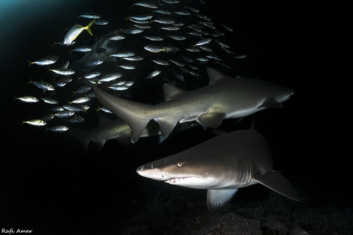 Foto de Tiburón Arenero (Odontaspis taurus)
