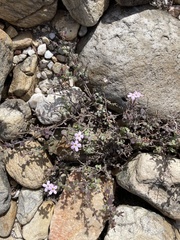 Jamesbrittenia microphylla