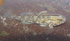 Caffrogobius saldanha